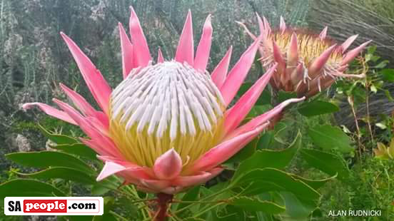 Protea