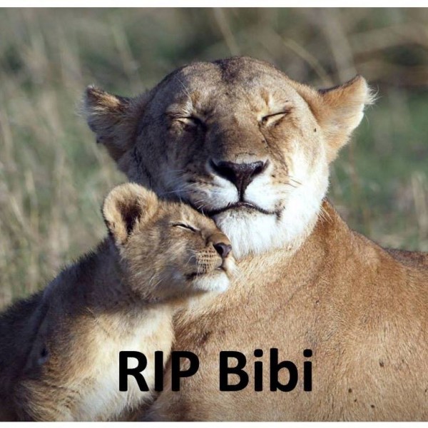RIP Bibi lion in Kenya