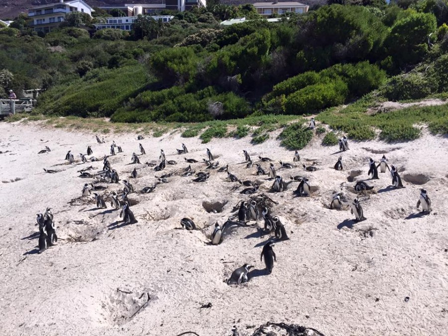 Penguins in sand