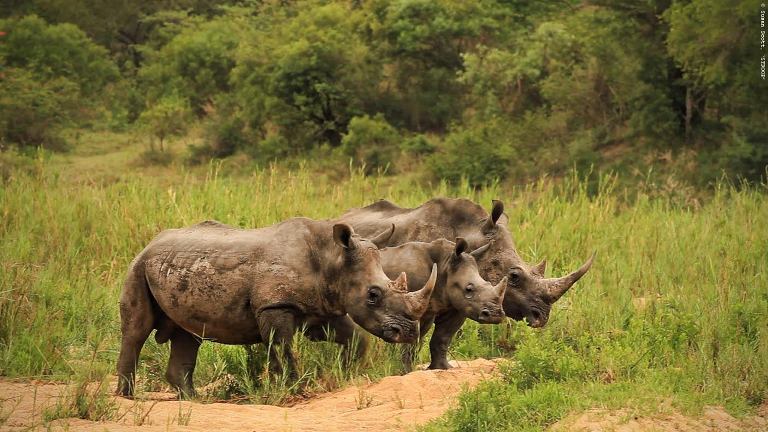 Rhino South Africa