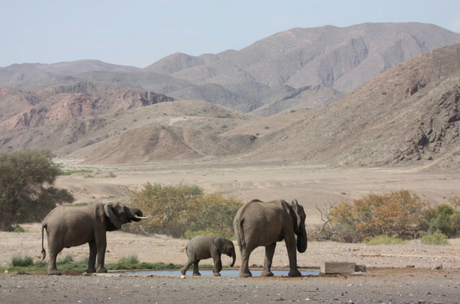 namibia elephant