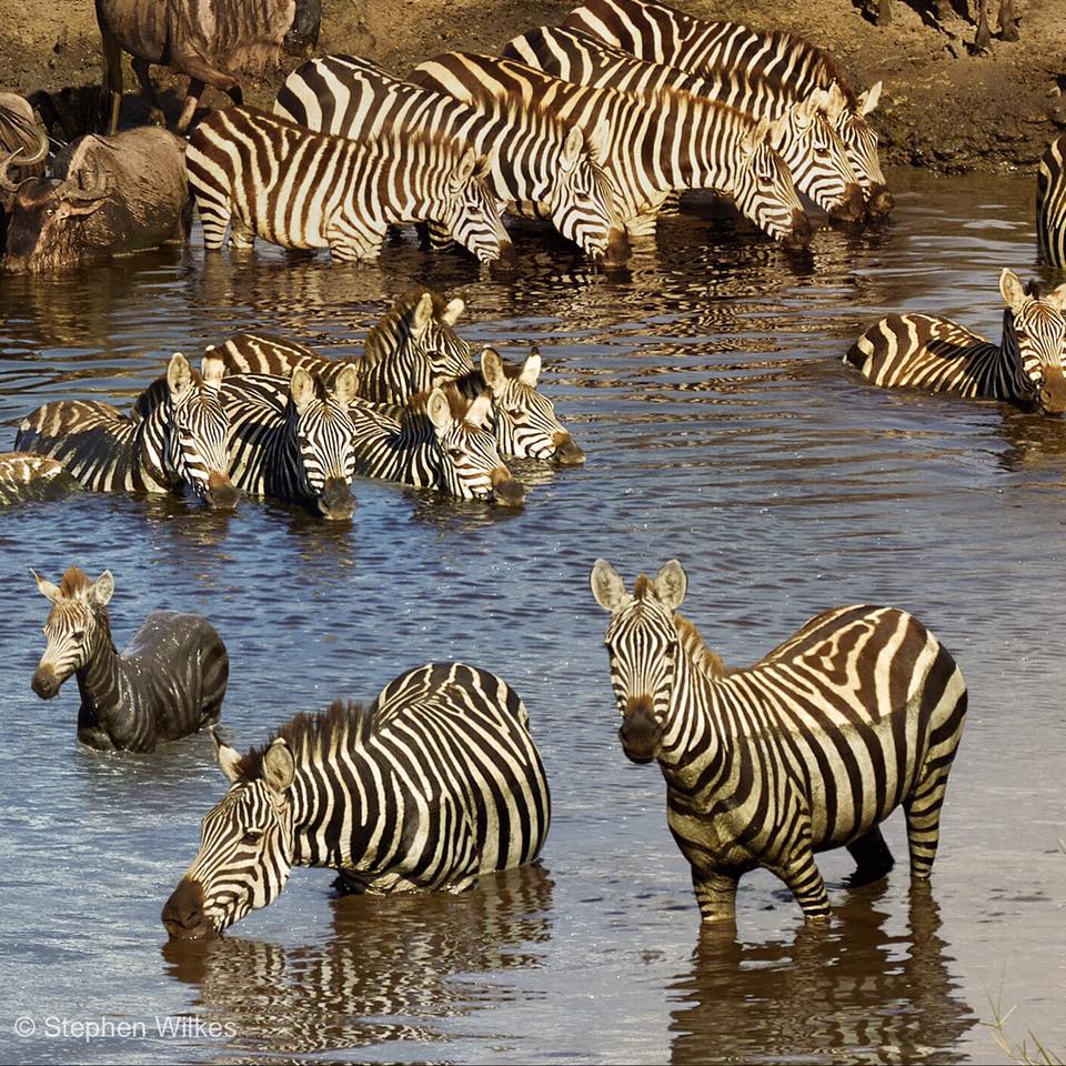 Incredible Image Captures a Watering Hole in Africa from Day to Night ...