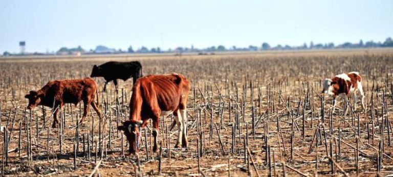 Drought South Africa