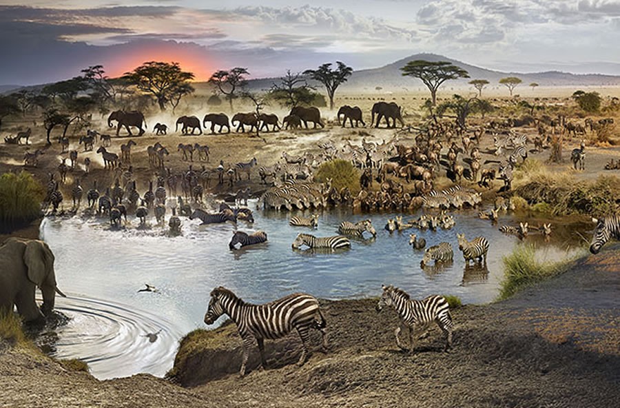 African water-hole