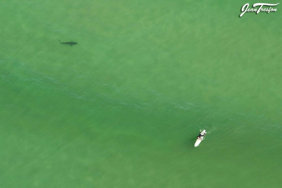 Sharks Cape Town