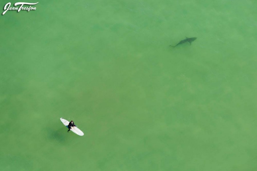 Sharks Cape Town
