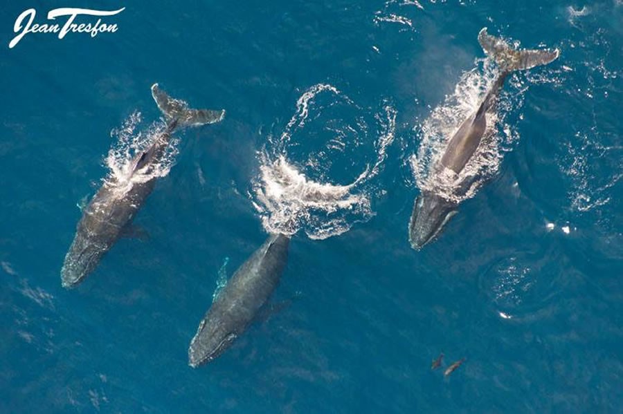 Humpback whales