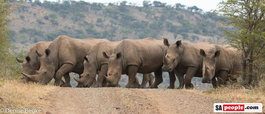 Rhino in South Africa