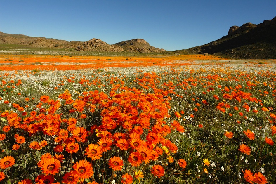 namaqualand