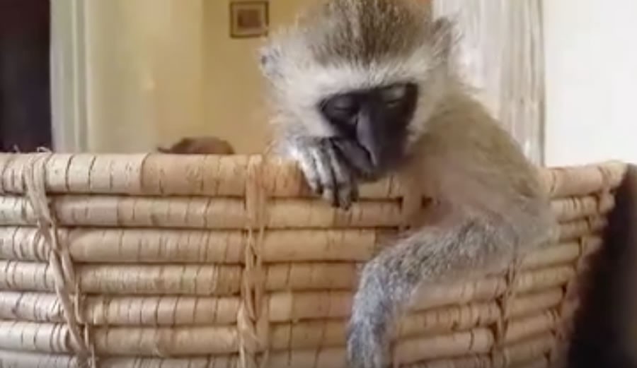 Sleeping monkey video