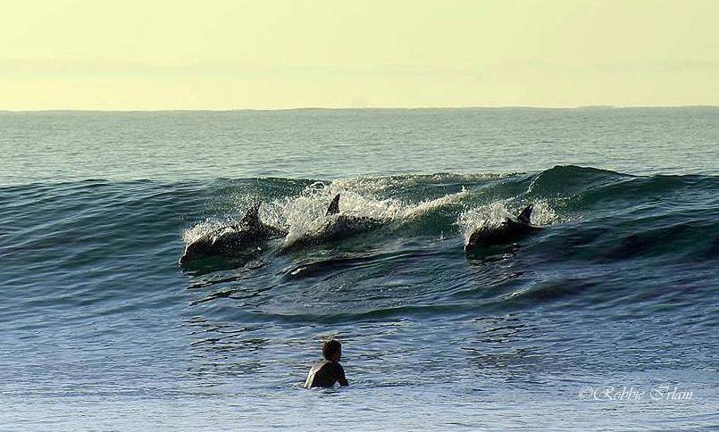 Dolphins Jeffreys Bay