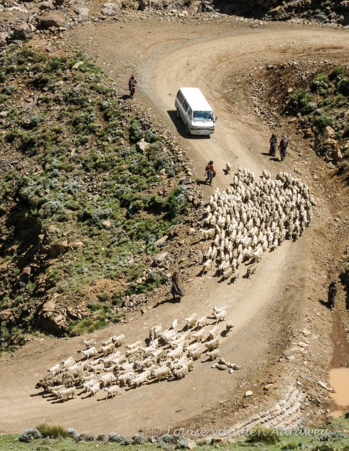 Goats on dusty road Sani Pass