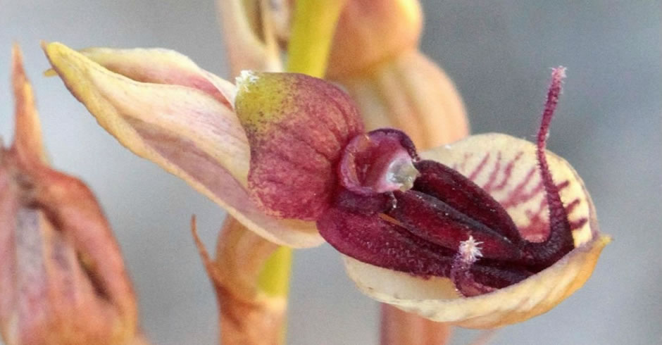 Rare orchid discovered in Western Cape