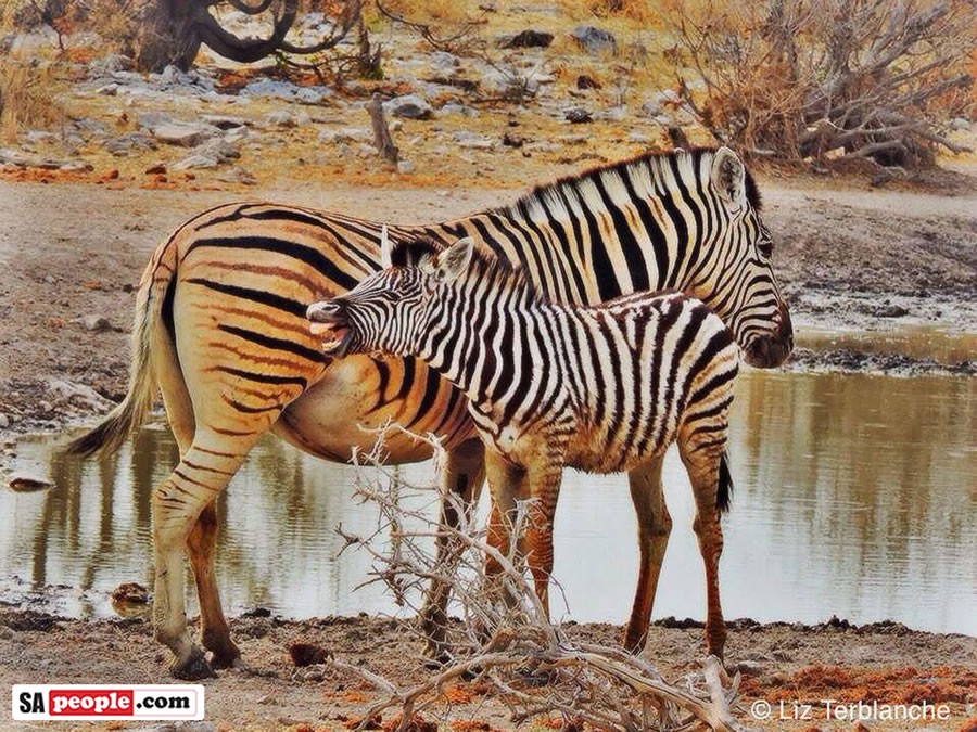 Zebra in South Africa