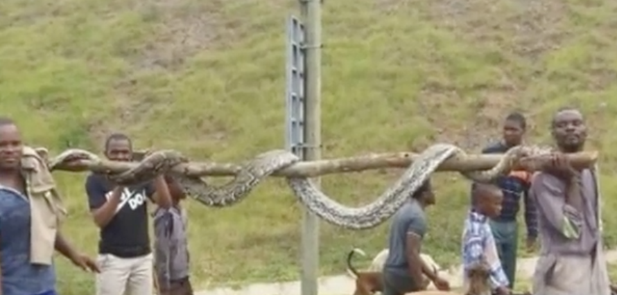 Giant Snake in South Africa