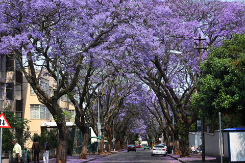 Jacarandas in Johannesburg 