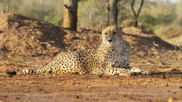 cheetah sanwild