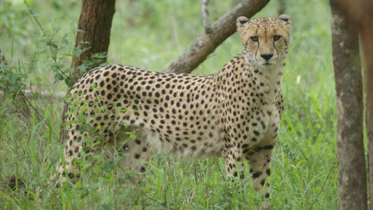 cheetah sanwild