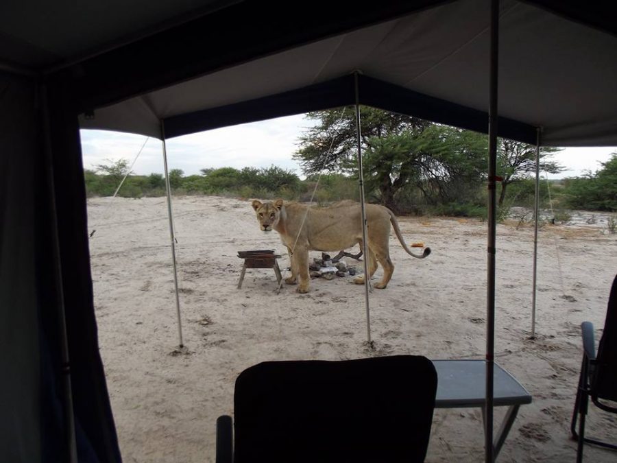 Lion in camp