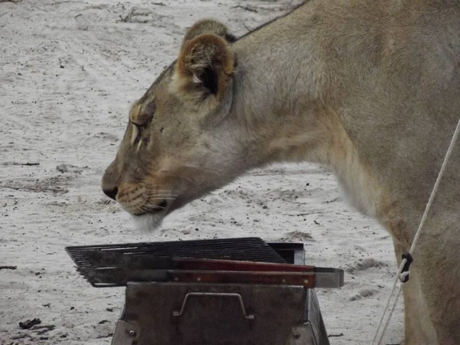 Lion in camp