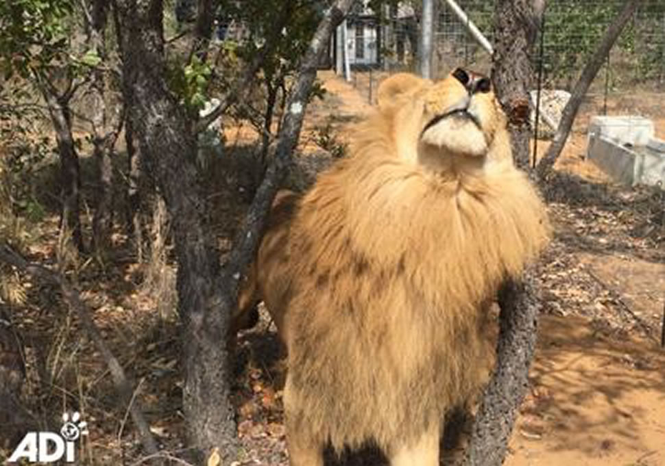 Lion released in South Africa