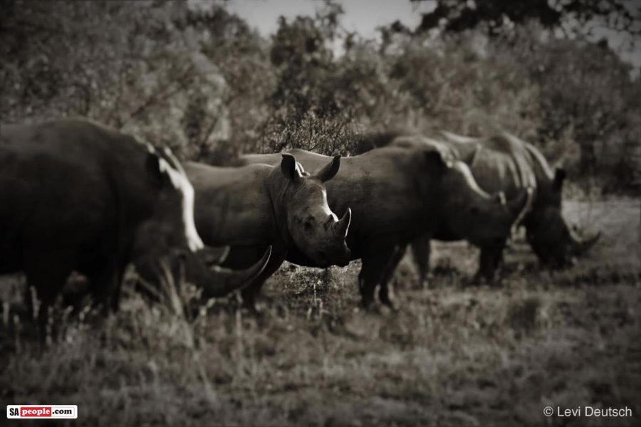 Rhino South Africa