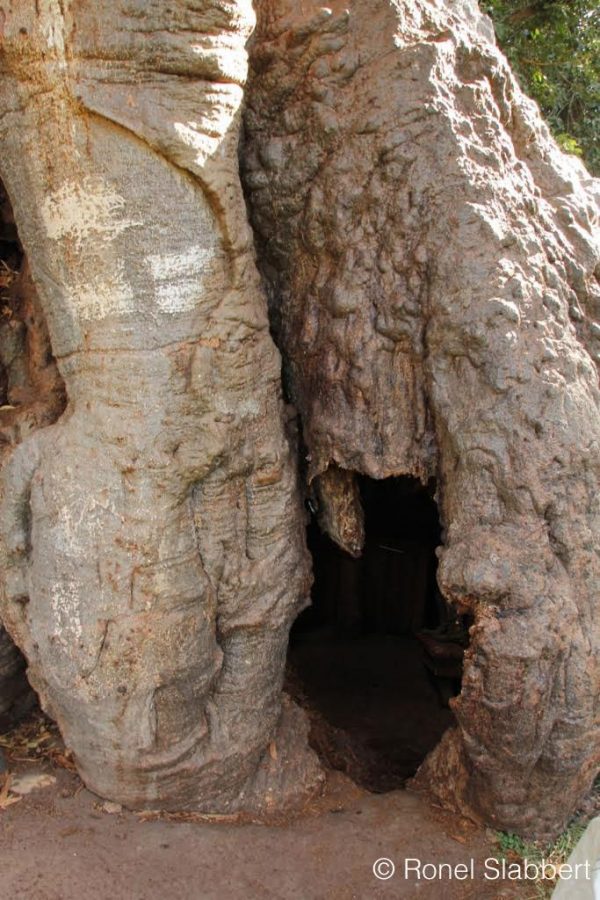 Sunland Baobab, South Africa