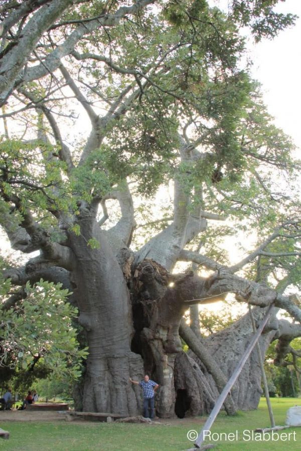 Sunland Baobab, South Africa