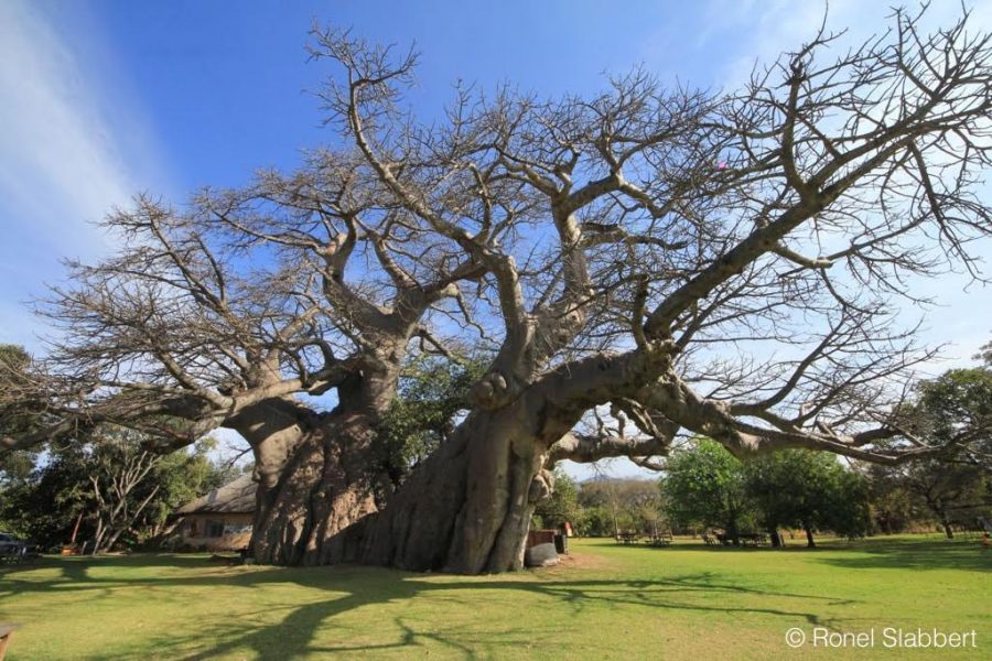 Sunland Baobab before