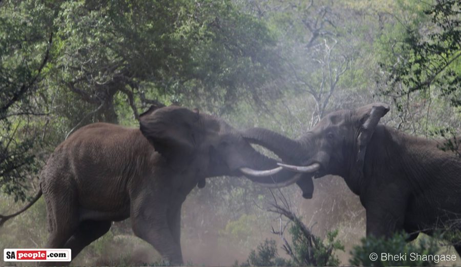Elephants fighting, South Africa