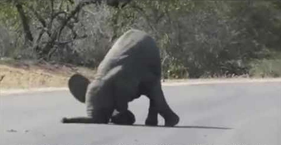 Elephant handstand
