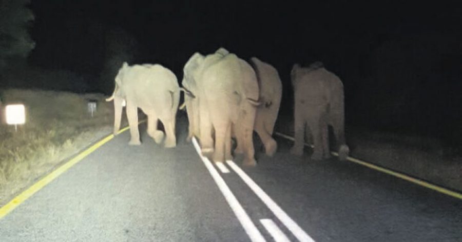 Elephants in road at Hoedspruit