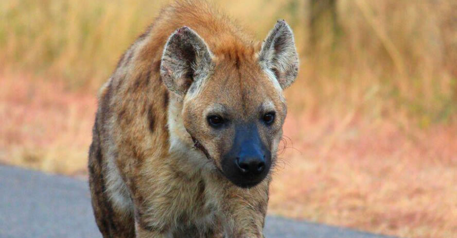 Hyena bites Kruger National Park employee
