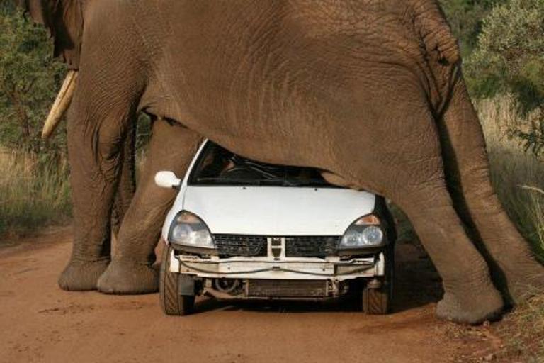Pilanesberg Elephant