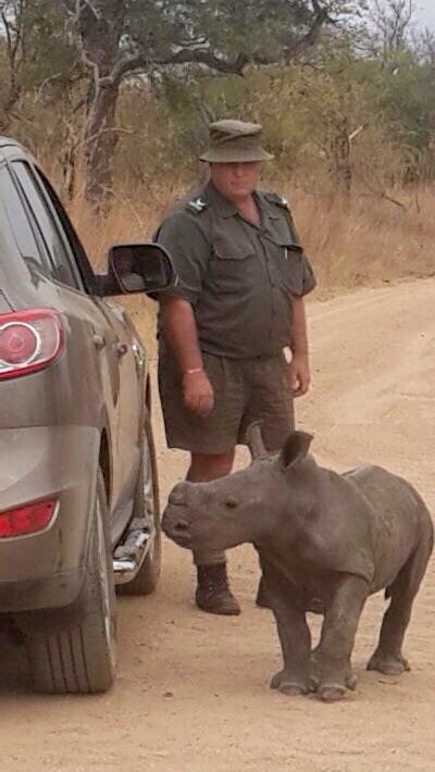 Don English with baby rhino that had 'adopted' a car as its mom. 