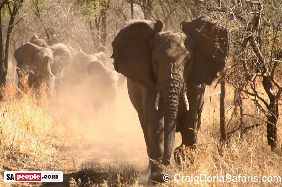 Elephant charging