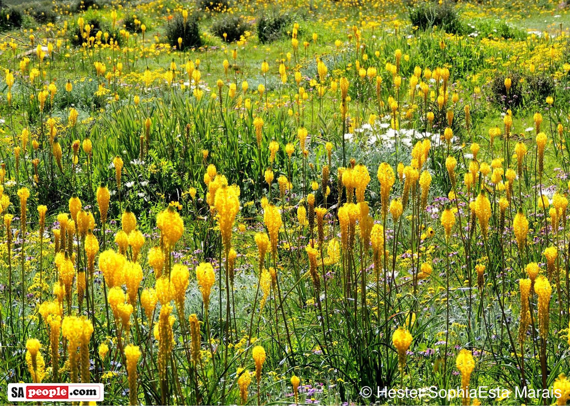 Fabulous Fields of Wild Flowers Flourish in South Africa - SA People