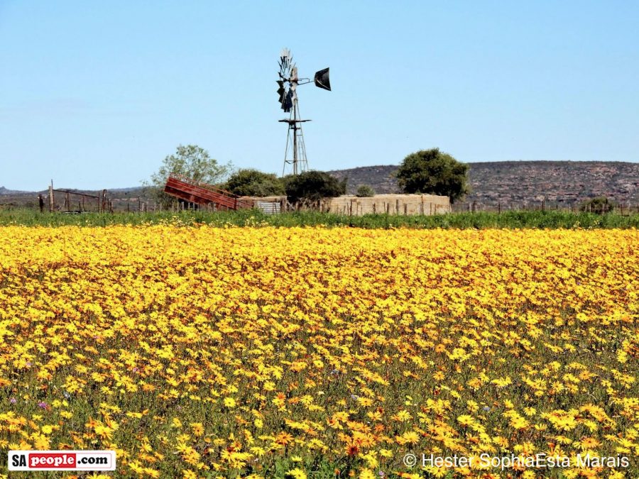 Flowers South Africa