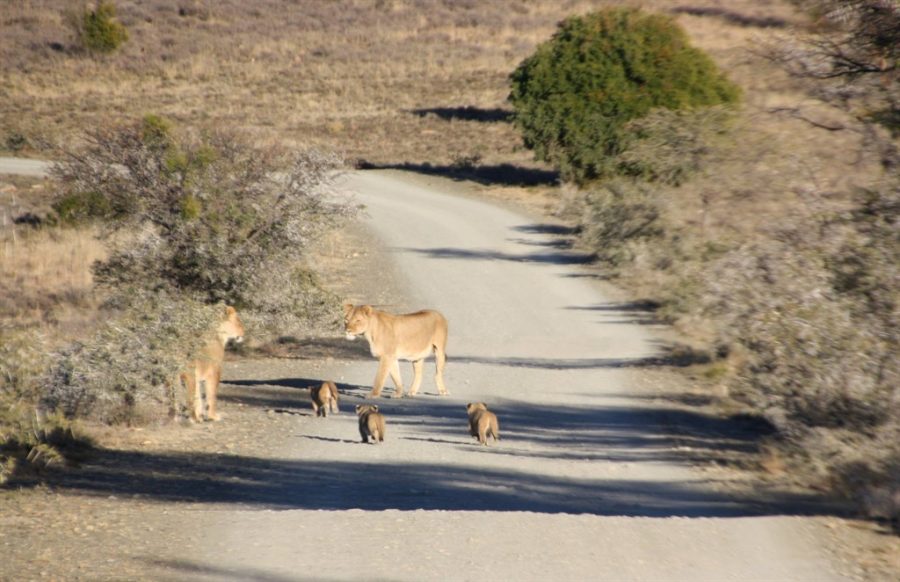 Lion and cubs 2