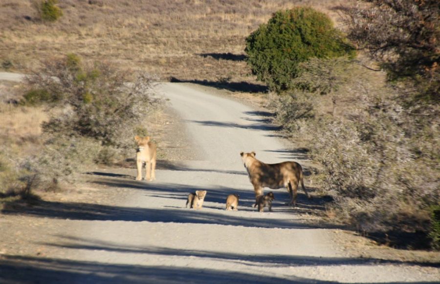 Lion and cubs