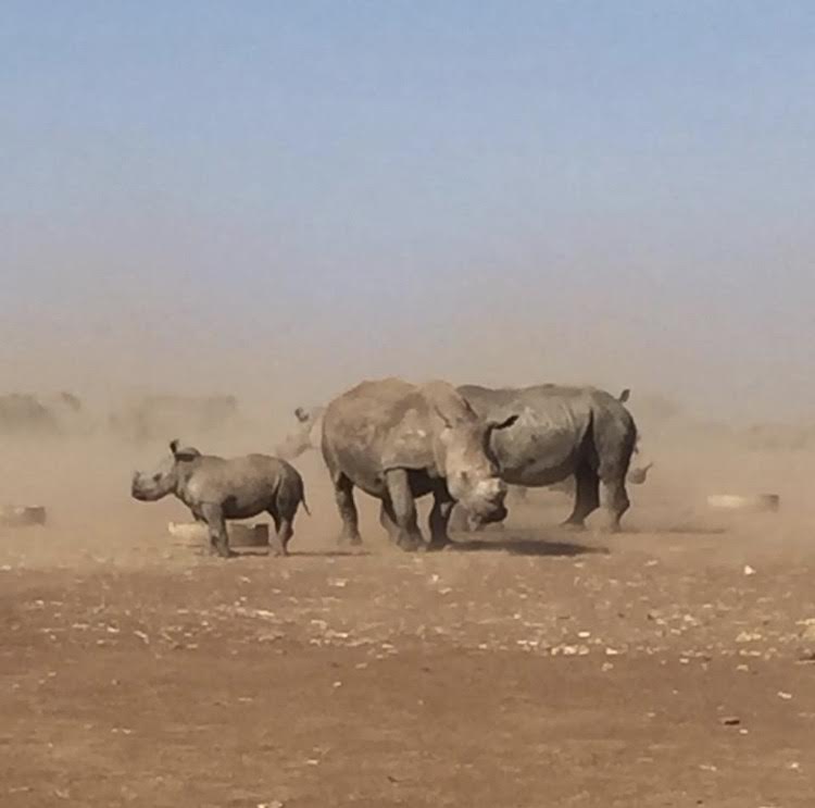 Rhinos released