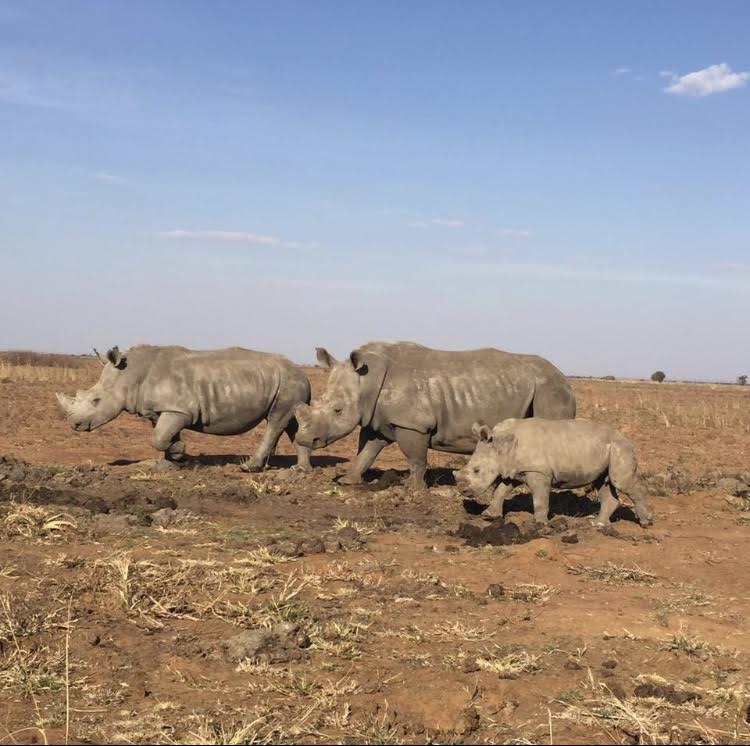 Rhinos released2