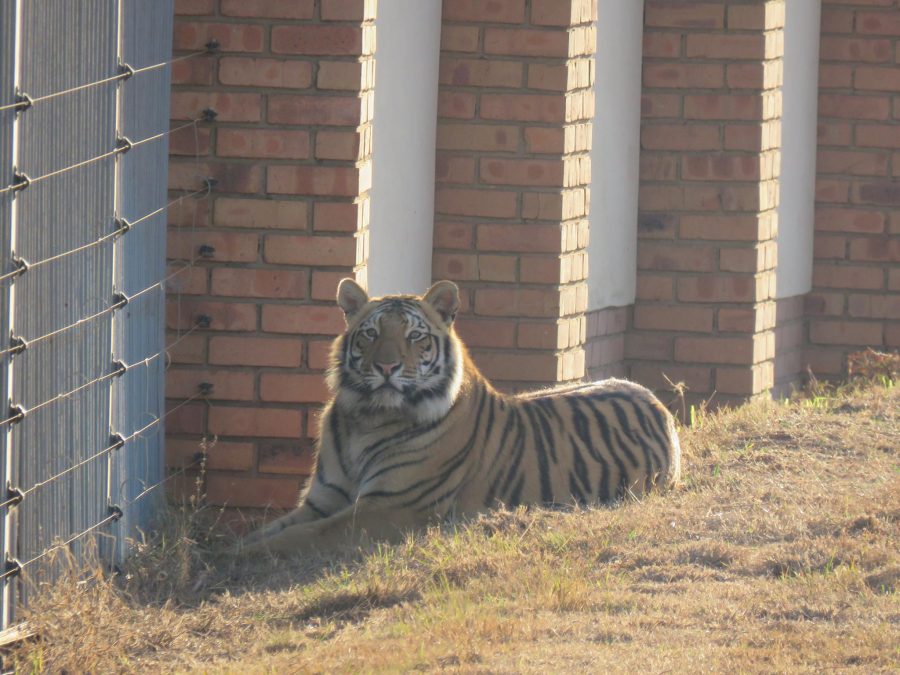 Tiger Pretoria