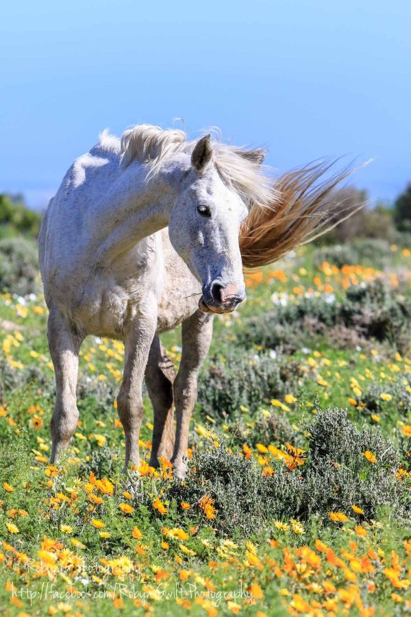 Wild Flowers horse
