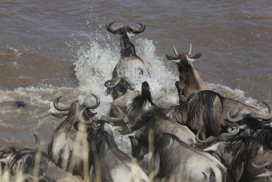 a-phalynx-of-wildebeest-leaping-into-the-mara-river