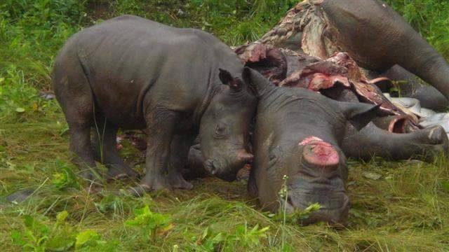 Baby rhino with poached mother in South Africa