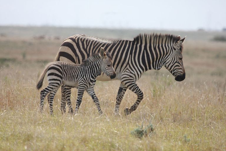 cape_mountain_zebra_and_young