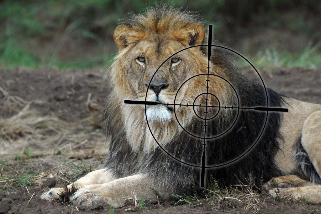 SA school fundraiser shoot a lion