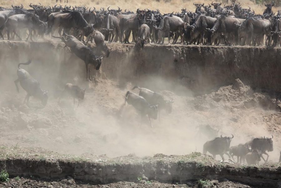 wildebeest-getting-airtime-on-the-mara-river-in-tanzania