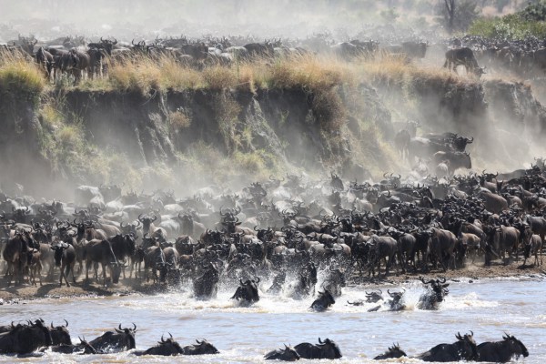 Wildebeest-crossing-Mara